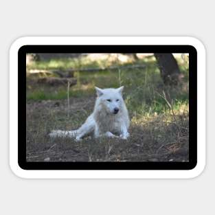 White Wolf Sticker